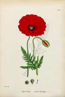 Images Dated 13th January 2017: Common Red Poppy, Papaver Rhoeas, Victorian Botanical Illustration, 1863