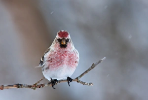 Images Dated 29th January 2011: Common Redpoll