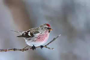 Images Dated 29th January 2011: Common Redpoll
