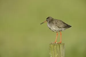 Common Redshank -Tringa totanus-, perched on a post, Texel, The Netherlands, Europe