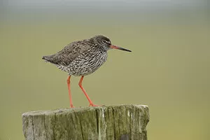 Images Dated 12th June 2012: Common Redshank -Tringa totanus-, perched on a post, Texel, The Netherlands, Europe