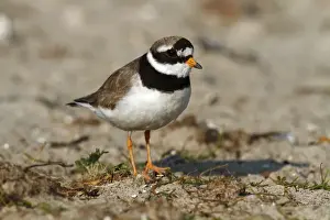 Friedhelm Adam Nature Photography Prints: Common Ringed Plover or Ringed Plover -Charadrius hiaticula