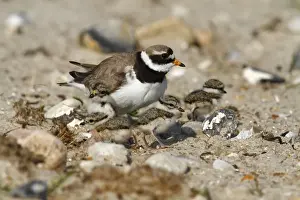 Young Bird Prints: Common Ringed Plover or Ringed Plover -Charadrius hiaticula