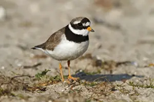 Prints of Common Ringed Plover or Ringed Plover -Charadrius hiaticula-, adult bird, Eidersperrwerk, North Frisia, Germany, Europe Friedhelm Adam Nature Photography Prints: Common Ringed Plover or Ringed Plover -Charadrius hiaticula
