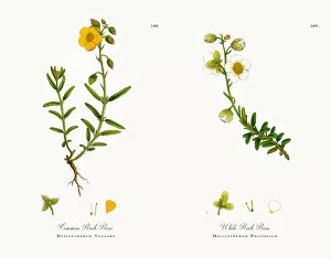 Images Dated 20th November 2017: Common Rock Rose, Helianthemum Vulgare, Victorian Botanical Illustration, 1863