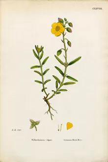 Images Dated 2nd February 2017: Common Rock Rose, Helianthemum Vulgare, Victorian Botanical Illustration, 1863