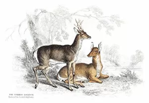 Images Dated 10th May 2015: The Common Roebuck engraving 1855