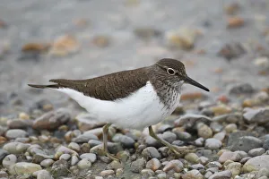 Images Dated 13th May 2012: Common Sandpiper -Actitis hypoleucos-, Burgenland, Austria, Europe
