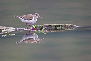 Images Dated 5th September 2012: Common Sandpiper -Actitis hypoleucos- foraging on a floating tree trunk, North Hesse, Hesse, Germany