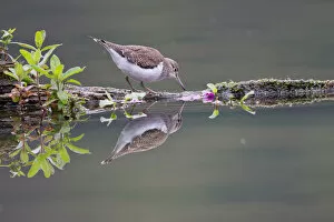 Foraging Gallery: Common Sandpiper -Actitis hypoleucos- foraging on a floating tree trunk, North Hesse, Hesse, Germany