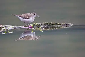 Sandpiper Prints: Common Sandpiper -Actitis hypoleucos- foraging on a floating tree trunk
