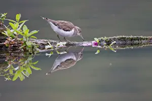 Common Sandpiper -Actitis hypoleucos- foraging on a floating tree trunk, North Hesse, Hesse, Germany