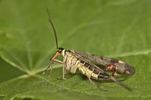 Common Scorpionfly -Panorpa communis-, male, Untergroeningen, Baden-Wuerttemberg, Germany, Europe