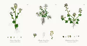 Images Dated 17th November 2017: Common Scurvy Grass, Cochlearia Officinalis, Victorian Botanical Illustration, 1863