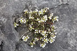 Cabbage Prints: Common Scurvygrass (Cochlearia officinalis), Burren, Ireland, Europe