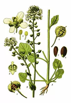 Medicinal and Herbal Plant Illustrations Collection: Common Scurvygrass, scurvy-grass, spoonwort