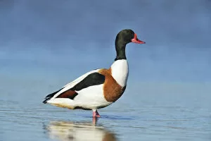 Images Dated 1st May 2013: Common Shelduck -Tadorna tadorna-, standing, Oosterend, Texel, West Frisian Islands