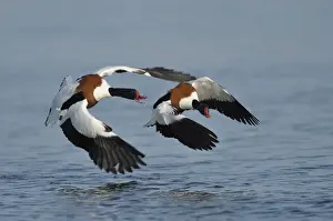 Tadorninae Prints: Common shelducks -Tadorna tadorna- fighting - IMPORTANT Non-exclusive usage