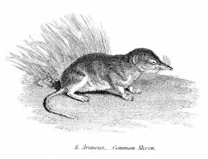 Images Dated 29th July 2016: The common shrew illustration 1803