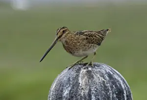 Lapwing Prints: Common Snipe (Gallinago gallinago), Iceland, Europe