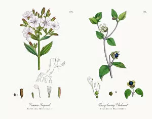 Images Dated 21st November 2017: Common Soapwort, Saponaria Officinalis, Victorian Botanical Illustration, 1863
