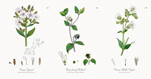 Images Dated 21st November 2017: Common Soapwort, Saponaria Officinalis, Victorian Botanical Illustration, 1863