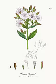 Images Dated 3rd October 2017: Common Soapwort, Saponaria Officinalis, Victorian Botanical Illustration, 1863
