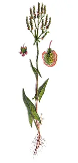 Common sorrel or garden sorrel (Rumex acetosa), often simply called sorrel