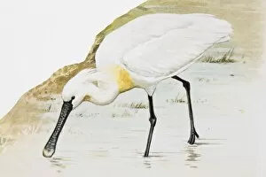 Common spoonbill (Platalea leucorodia), wading in water, side view