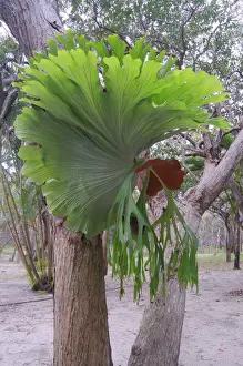 Common staghorn fern, Elkhorn fern (Platycerium bifurcate), Australia