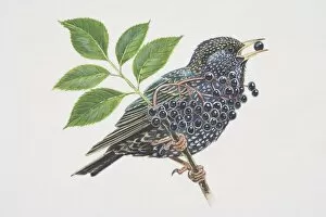 Common Starling (Sturnus vulgaris), illustration of black bird with speckles perched on branch eating berries