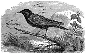 Common starling (Sturnus vulgaris)
