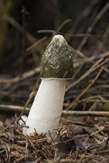 Common Prints: Common Stinkhorn (Phallus impudicus)