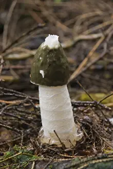Basidiomycetes Prints: Common Stinkhorn (Phallus impudicus)