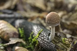 Common Stump Brittlestem -Psathyrella piluliformis-, Thuringia, Germany