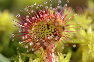 Common sundew, Round-leaved sundew -Drosera rotundifolia-, glandular tentacles