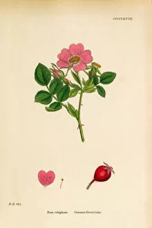 Images Dated 5th June 2018: Common Sweetbriar, Rosa rubiginoas, Victorian Botanical Illustration, 1863