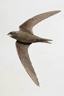 Common swift (Apus apus) in flight