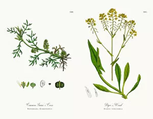 Images Dated 20th November 2017: Common Swinea┬Ç┬Ös Cress, Senebiera Coronopus, Victorian Botanical Illustration, 1863