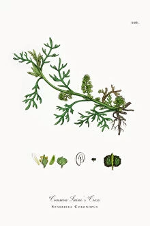 Images Dated 29th September 2017: Common Swinea┬Ç┬Ös Cress, Senebiera Coronopus, Victorian Botanical Illustration, 1863