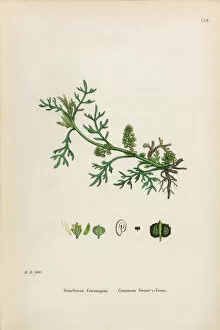 Images Dated 30th January 2017: Common Swineas Cress, Senebiera Coronopus, Victorian Botanical Illustration, 1863