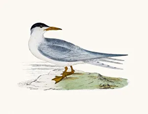 Images Dated 10th June 2016: Common tern
