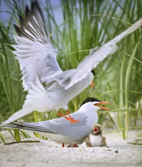 Images Dated 22nd June 2018: Common Tern Parents with Small Chick at Nickerson Beach