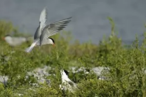 Images Dated 13th June 2012: Common Tern -Sterna hirundo- attacking Sandwich Tern -Sterna sandvicensis-, Texel, The Netherlands