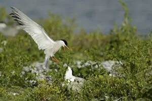 Images Dated 13th June 2012: Common Tern -Sterna hirundo- attacking Sandwich Tern -Sterna sandvicensis-, Texel