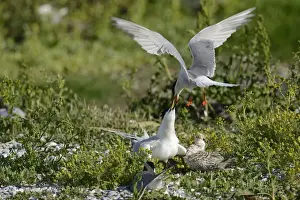Benelux Prints: Common Tern -Sterna hirundo- attacking Sandwich Tern -Sterna sandvicensis