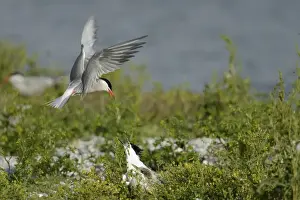 Benelux Prints: Common Tern -Sterna hirundo- attacking Sandwich Tern -Sterna sandvicensis
