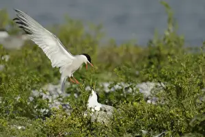 Benelux Prints: Common Tern -Sterna hirundo- attacking Sandwich Tern -Sterna sandvicensis