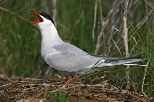Images Dated 19th May 2012: Common tern -Sterna hirundo-, calling, perched on a haystack, Neuwerk island near Cuxhaven