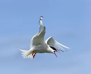 Images Dated 10th June 2013: Common Tern -Sterna hirundo-, Farne Islands, Northumberland, England, United Kingdom